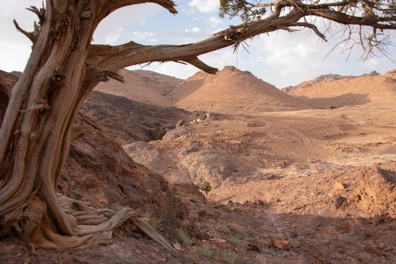 Bedouin Pink Ecohouse Panzió Vádi Músza Kültér fotó